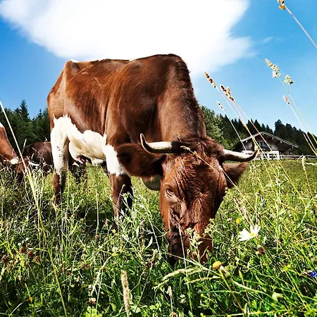 Haus Gold Appartamento